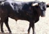 El toro de Miura muerto tras ser corneado. (FOTO: noticiasdenavarra.com)