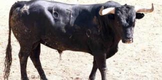 El toro de Miura muerto tras ser corneado. (FOTO: noticiasdenavarra.com)