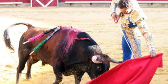 El Cid toreando al natural hoy en Palencia. (FOTO: Félix San José/mundotoro.com)