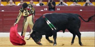 Sentido muletazo de Morante hoy en Murcia. (FOTO: Guillermo Lorente)