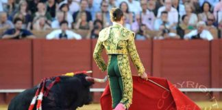 Un novillo de Juan Pedro Domecq desplomado en la Maestranza el pasado 21 de septiembre. (FOTO: lopez-matito.com)