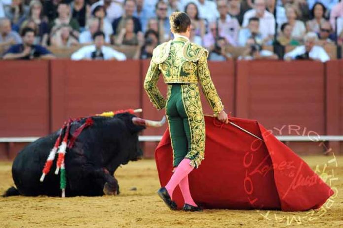 Un novillo de Juan Pedro Domecq desplomado en la Maestranza el pasado 21 de septiembre. (FOTO: lopez-matito.com)