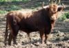 Toro de la ganadería de Núñez del Cuvillo.