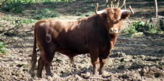 Toro de la ganadería de Núñez del Cuvillo.