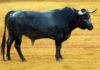 Uno de los toros de Miura lidiado en la última de la Feria de Abril. (FOTO: Javier Martínez)