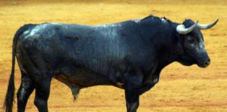 Uno de los toros de Miura lidiado en la última de la Feria de Abril. (FOTO: Javier Martínez)