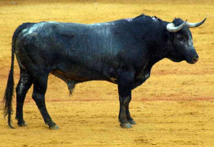 Uno de los toros de Miura lidiado en la última de la Feria de Abril. (FOTO: Javier Martínez)