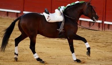 El caballo 'Califa', de Diego Ventura.