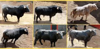 Los toros de Victoriano del Río sorteados para esta tarde, por orden de lidia.