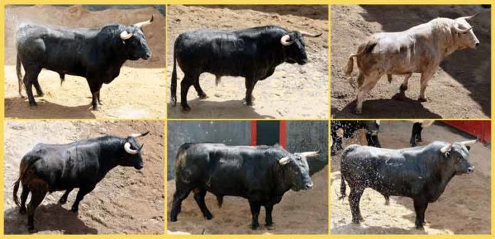 Los toros de Victoriano del Río sorteados para esta tarde, por orden de lidia.