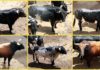 Los toros a lidiarse hoy de Torrestrella, por orden de salida.