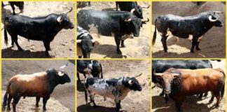Los toros a lidiarse hoy de Torrestrella, por orden de salida.