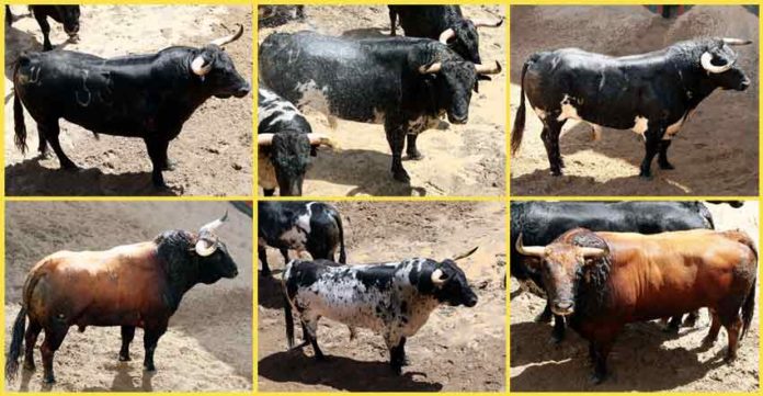 Los toros a lidiarse hoy de Torrestrella, por orden de salida.