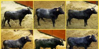 Los toros de Miura a lidiarse esta tarde, por orden de salida.