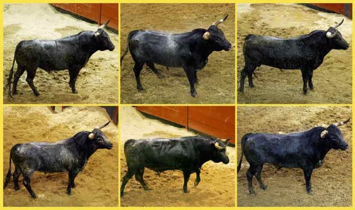 Los toros de Miura a lidiarse esta tarde, por orden de salida.