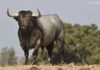 La seriedad de un toro bien hecho. (FOTO: Eduardo López)