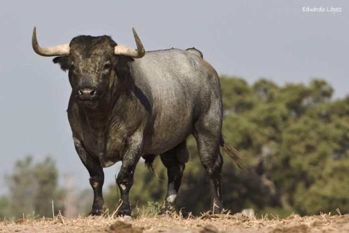 La seriedad de un toro bien hecho. (FOTO: Eduardo López)