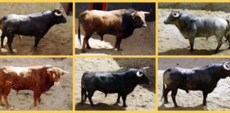 Los seis toros que lidiará esta tarde Manzanares, por orden de salida. (CLICK PARA AMPLIAR)