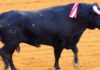 El toro 'Guasón' de Juan Pedro Domecq, elegido 'Mejor toro de farolillos'. (FOTO: Javier Martínez)