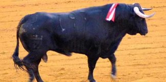 El toro 'Guasón' de Juan Pedro Domecq, elegido 'Mejor toro de farolillos'. (FOTO: Javier Martínez)