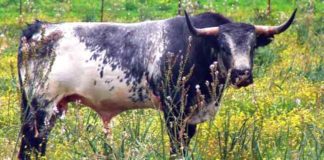 Un toro de la ganadería sevillana de Miura.