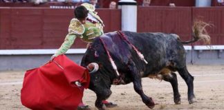 Antonio Nazaré, con uno de sus toros de Los Bayones, hoy en Madrid. (FOTO: las-ventas.com)