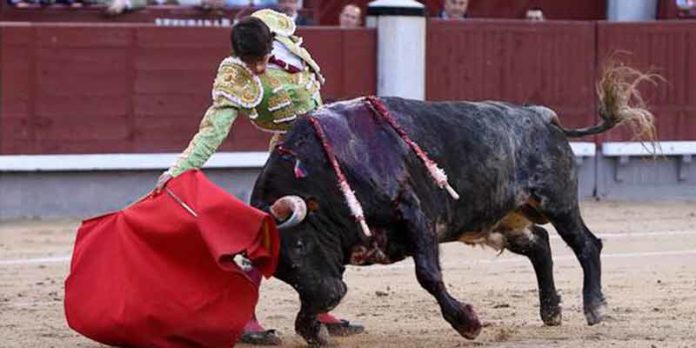 Antonio Nazaré, con uno de sus toros de Los Bayones, hoy en Madrid. (FOTO: las-ventas.com)