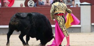 Morante esta tarde en Madrid, en una de sus inconfundibles verónicas. (FOTO: las-ventas.com)