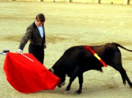 El último vástago de la escuela de Pepe Luis Vázquez