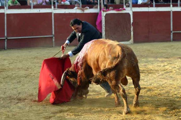 Tomás Campuzano pasea las dos orejas y el rabo el pasado sábado en Aznalcóllar, el que será finalmente su último astado lidiado en una plaza de toros. (FOTO: Javier Martínez)