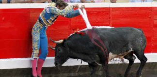 Ajustadísimo par de banderillas de Manuel Escribano por los adentros hoy en Bilbao. (FOTO: Manu de Alba/mundotoro.com)