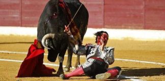 Morante, en el momento de la cornada el pasado sábado en Huesca. (FOTO: Efe)