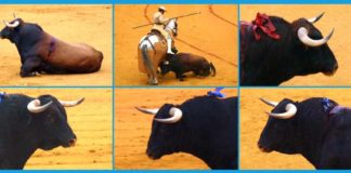Varias imágenes de la pobre presentación de los toros de Pereda lidiados ayer en Sevilla con el visto bueno de la presidenta y sus veterinarios.