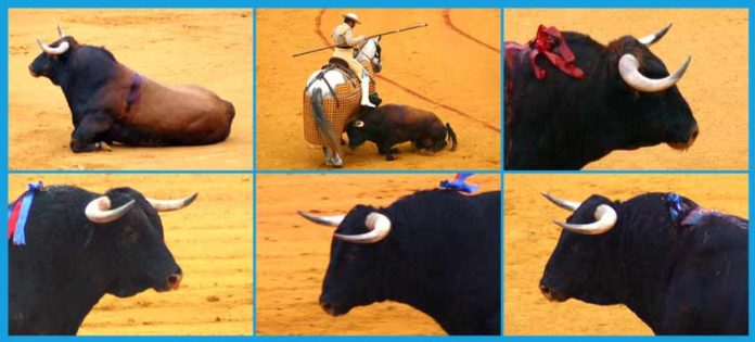 Varias imágenes de la pobre presentación de los toros de Pereda lidiados ayer en Sevilla con el visto bueno de la presidenta y sus veterinarios.