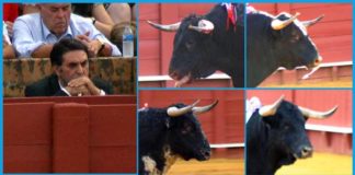 El delegado de la Junta de Andalucía en Sevilla, Javier Fernández, permanece cruzado de brazos mientras observa uno tras otro los toros sin trapío suficiente que se están lidiando en Sevilla.