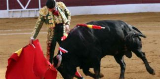 Morante esta tarde en Zafra. (FOTO: Gallardo/badajoztaurina.com)