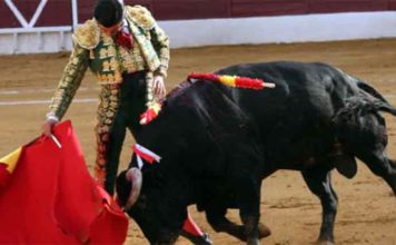 Morante, oreja en Zafra Morante esta tarde en Zafra. (FOTO: Gallardo/badajoztaurina.com)
