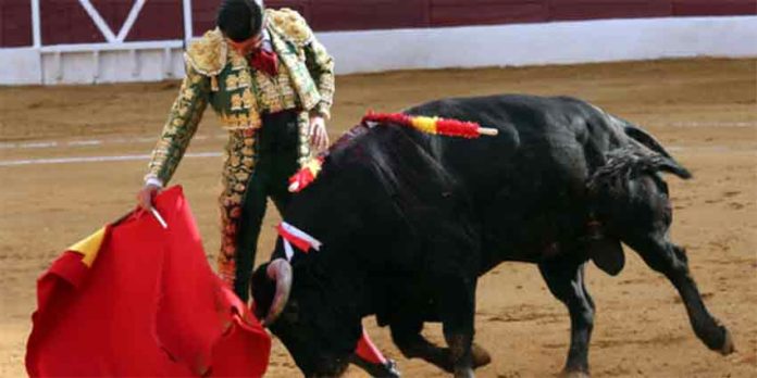 Morante esta tarde en Zafra. (FOTO: Gallardo/badajoztaurina.com)