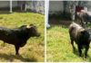 Los seis toros de Miura, en los corrales de la plaza venezolana de San Cristóbal.