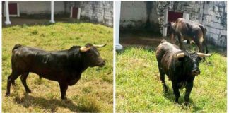 Los seis toros de Miura, en los corrales de la plaza venezolana de San Cristóbal.