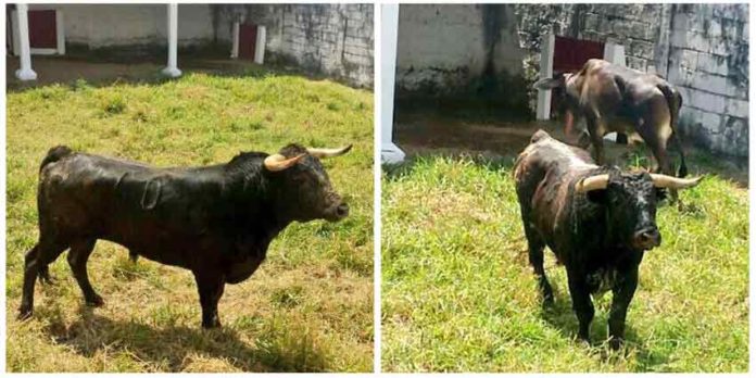 Los seis toros de Miura, en los corrales de la plaza venezolana de San Cristóbal.