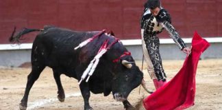 Muletazo de Juan Ortega esta tarde en Madrid. (FOTO: las-ventas.com)