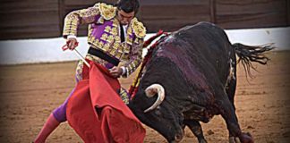 Morante y su gran toreo hoy en Olivenza. (FOTO: Gallardo/badajoztaurina.com))