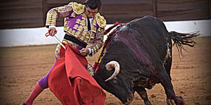 Morante y su gran toreo hoy en Olivenza. (FOTO: Gallardo/badajoztaurina.com))