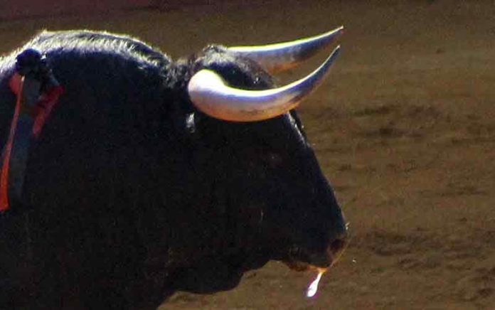 El primer ¿toro? lidiado ayer martes de farolillos en la Maestranza. Sobran comentarios... (FOTO: Javier Martínez)
