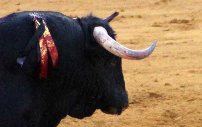 Un toro de Victoriano del Río de pobre presencia. (FOTO: Javier Martínez)