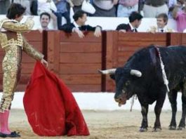 Sebastián Castella y el toro indultado de Buenavista, premios de Osuna Castella simula la suerte de matar con el toro indultado en Osuna.