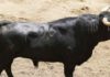 Toro de Moisés Fraile que se lidiará esta tarde en segundo lugar.