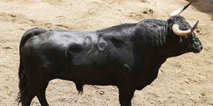 Toro de Moisés Fraile que se lidiará esta tarde en segundo lugar.