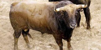 El segundo toro que se lidiará hoy, del hierro de Jandilla.